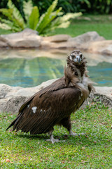 Scavenging vulture - close up