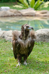Scavenging vulture - close up