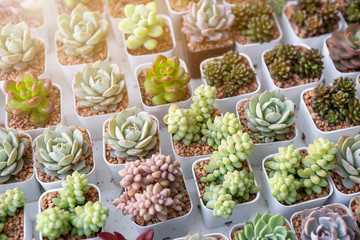 Beautiful Succulent Echeveria collections, Indoor plant decoration, Desert roses 