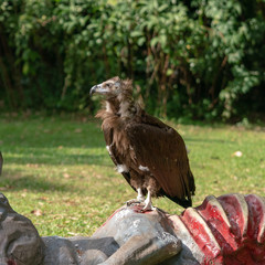 Scavenging vulture