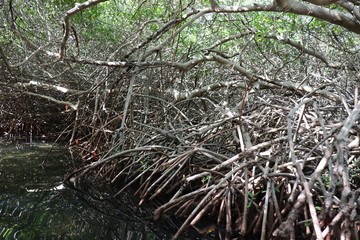 Mangrove