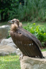 Scavenging vulture - close up