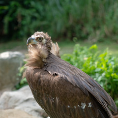 Scavenging vulture - close up