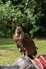 Scavenging vulture