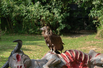 Scavenging vulture