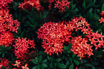red flowers in the garden