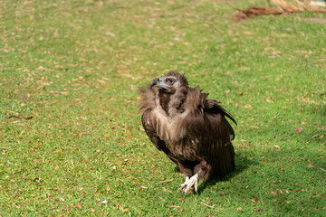 Scavenging vulture
