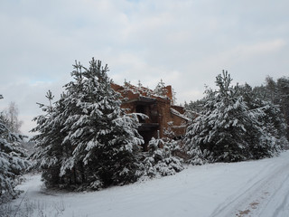 Pines are covered with snow near the village road