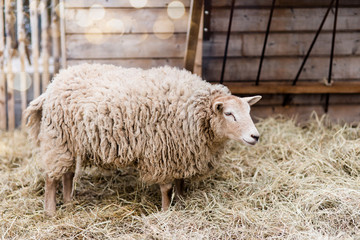 Fototapeta premium mouton dans la paille