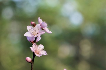 Obraz premium Pink peach blossoms blooming in late Winter on the garden background, Winter in Georgia USA.