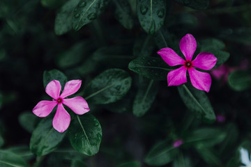 pink flowers on a green background