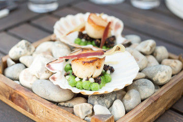 scallops in shells