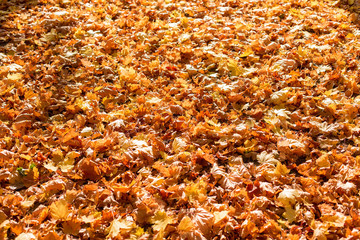 Red and Orange Autumn Leaves Background, Golden autumn in warm colors	