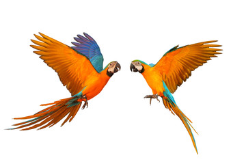 Colorful flying parrot isolated on white background