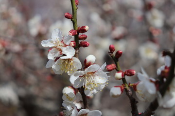 梅の花