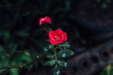 red rose in garden