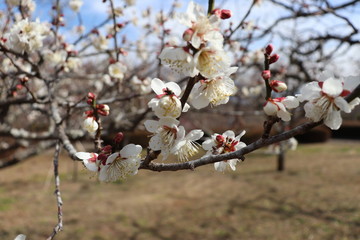 菜の花