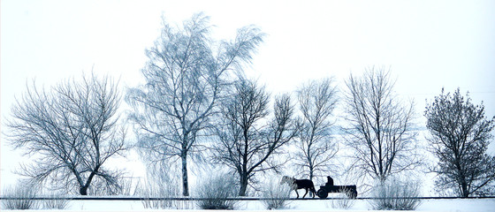 брестская область. пружанский район. деревня мокрое. повозка, дедушка, конь, зима, дорога.