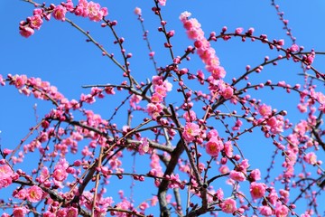 ピンク色の枝垂れウメの花