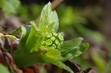 ふきのとう　山菜