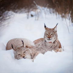 Abordable Eurasian Lynx, portrait in winter field
