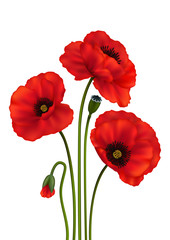 Obraz premium Poppy flowers