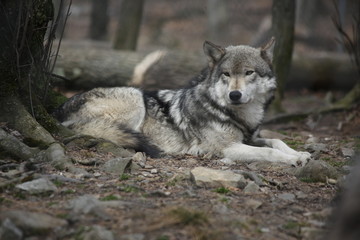 Obraz premium Wolf Portraits