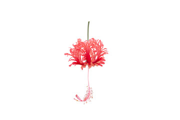 Red hibiscus flower, chinese rose or thailand call chaba isolated on white background with clipping...
