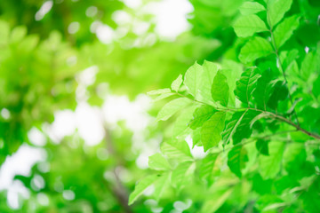 Closeup nature green leaf on blurred background with copy space, ecology concept.