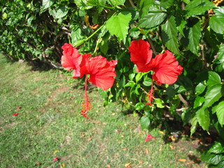 red hibiscus flowers in the garden
