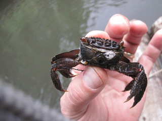 mud crab in hand