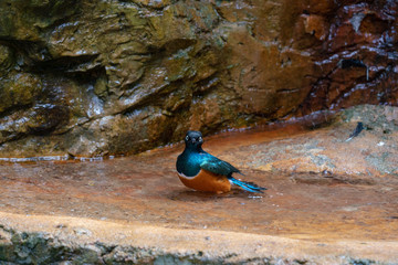 Superb Starling bathing