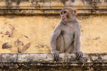 monkey sitting on wall of old building in Jaipur, India