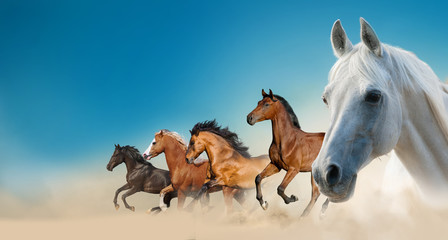 Beautiful horses on the wild