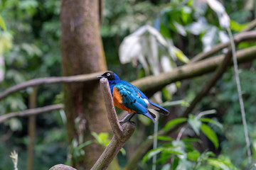 Superb Starling