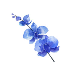 Watercolor vector blue Orchid flower isolated on white background.
