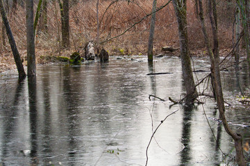 Thin ice pond in the woods