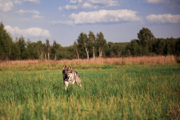 The wolf came out of the woods. The wolf is on the field. The wolf looks away. The wolf stands and looks to the side