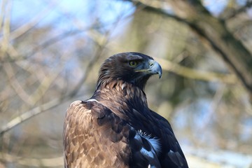 Aigle