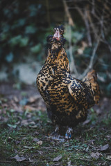 Pawlowskaja chicken hen yawning