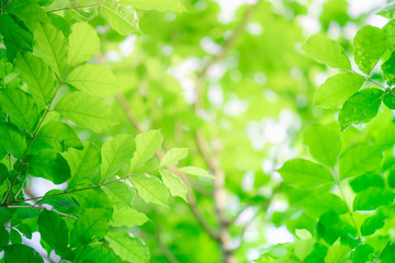 Fototapeta na wymiar Closeup nature green leaf on blurred background with copy space, ecology concept.