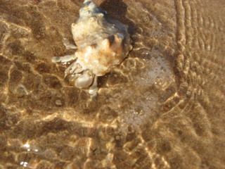 SEA CRAB