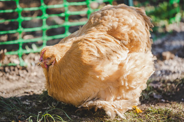 Chochin chicken hen pecking for food