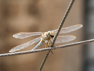 Dragonfly