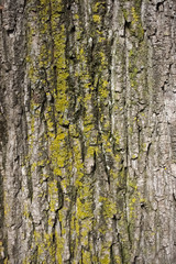 Fototapeta premium Close up of weathered tree bark with lichen and moss.