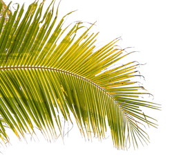 Coconut leaves on a white background.