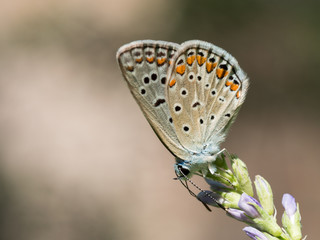 Butterfly on The Flower