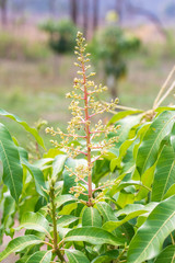 Bunch of mango flowers on tree in garden.