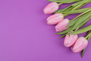 A bouquet of beautiful pink tulips flowers on a trendy bright purple background. Spring. holidays. view from above. place for text. flower frame