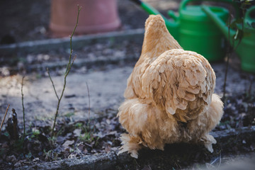 Cochin chicken fluffy butt 